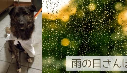 【17㎏中型犬】雨の日も犬の散歩は行きます。注意点や工夫、行けない日の対処法をご紹介