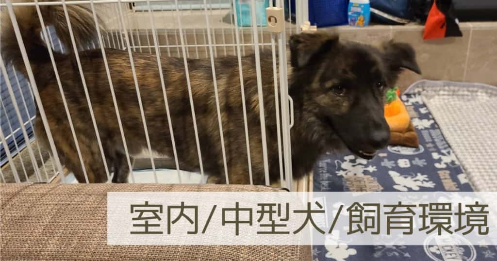 18.5㎏の大きめ中型犬。実際のレイアウトや飼育環境・飼い方をご紹介【室内飼い】 | Hooorayfe