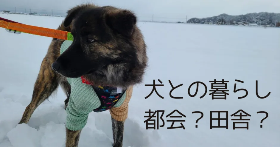 犬を飼うなら都会vs田舎 それぞれのメリットとデメリットをご紹介 Hooorayfe